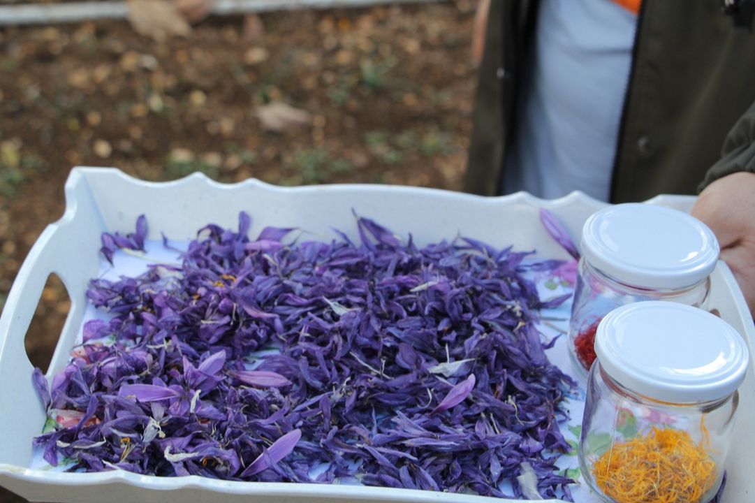 Isparta Eğirdirde Safran Üretimi Kadın Eliyle Artıyor 2