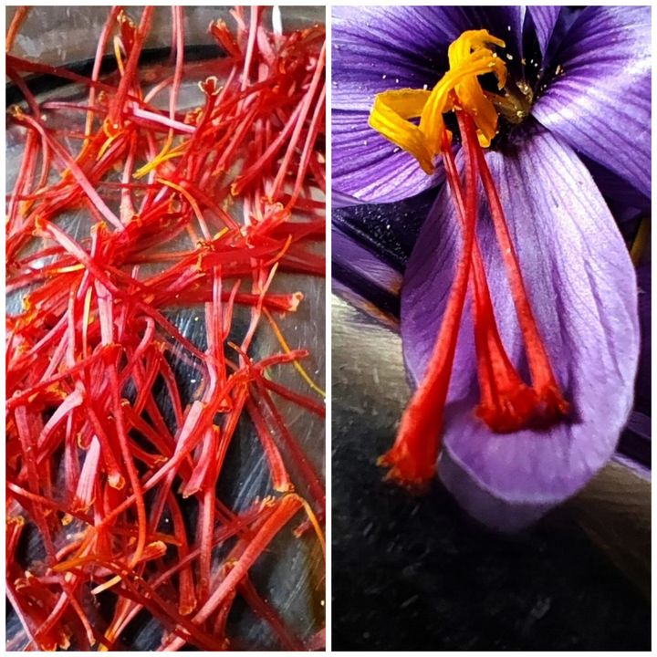 Isparta Eğirdirde Safran Üretimi Kadın Eliyle Artıyor 4