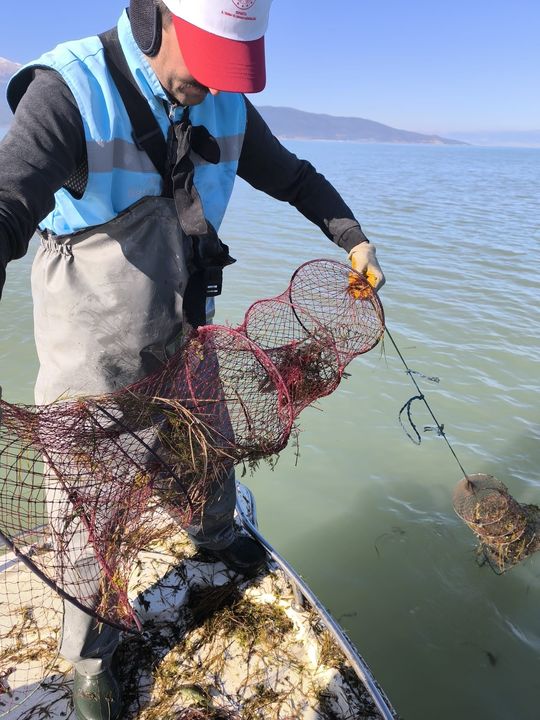 Isparta Eğirdir Gölü'nde 200 Kilo Kerevit Kurtarıldı 2
