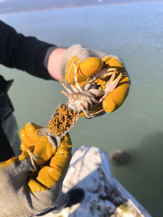 Isparta Eğirdir Gölü'nde 200 Kilo Kerevit Kurtarıldı 3