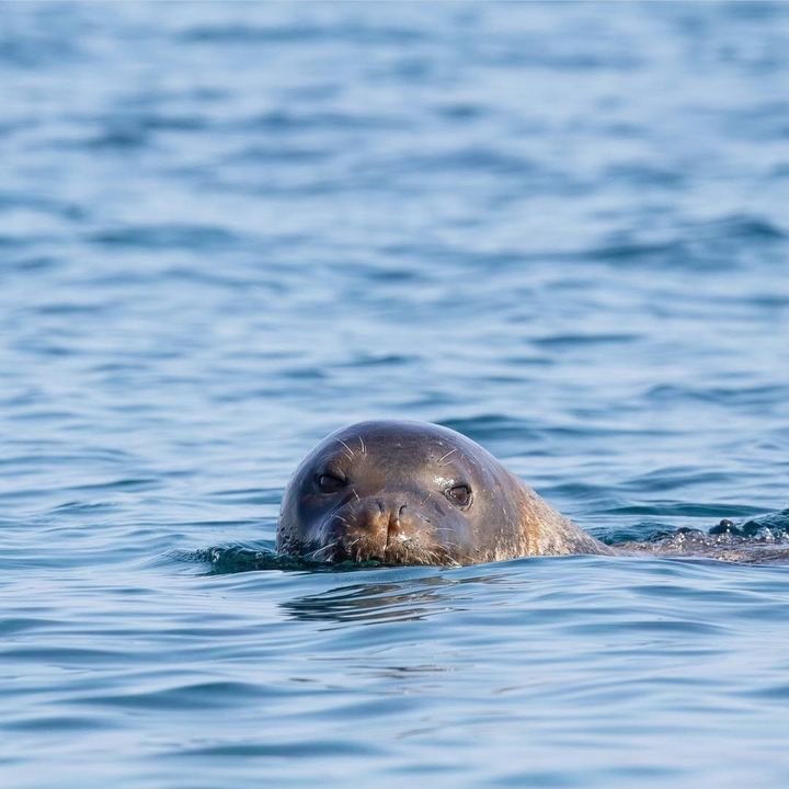 Kaş Ve Demre'de Akdeniz Foku Mağaraları Zincirlendi  4