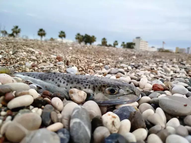 Antalya'da Balon Balığını Karaya Çıkaranlara Ağır Ceza!