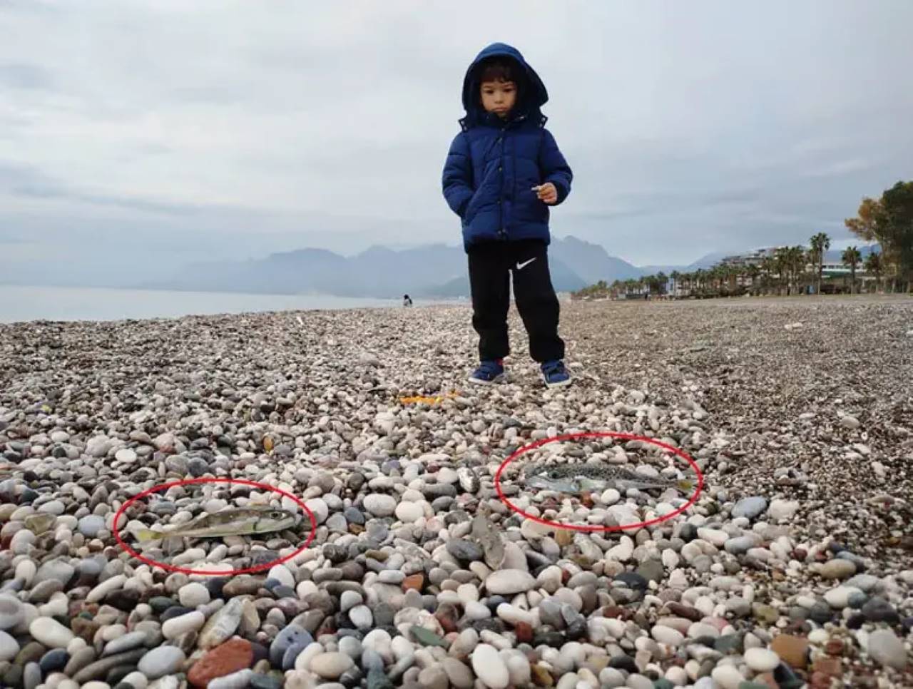 Antalya'da Balon Balığını Karaya Çıkaranlara Ağır Ceza!