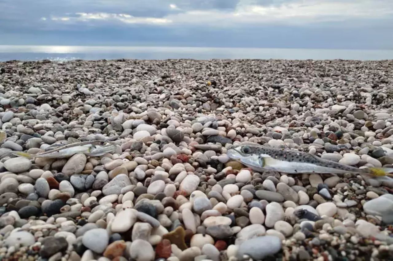 Antalya'da Balon Balığını Karaya Çıkaranlara Ağır Ceza!