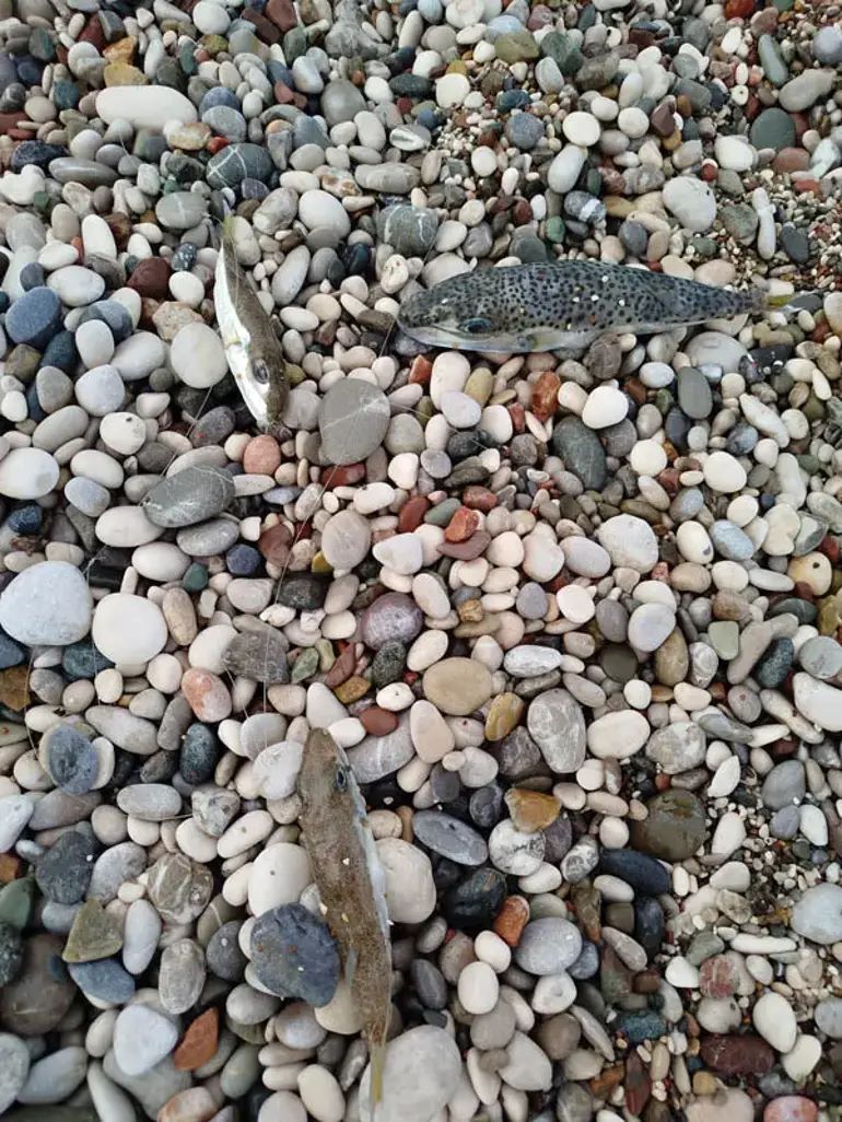 Antalya'da Balon Balığını Karaya Çıkaranlara Ağır Ceza!