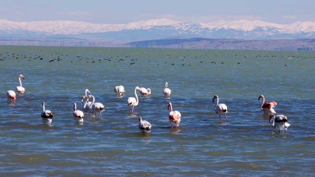 Eğirdir Gölü'ndeki Flamingolarda Buz Sarkıtları Oluştu 4