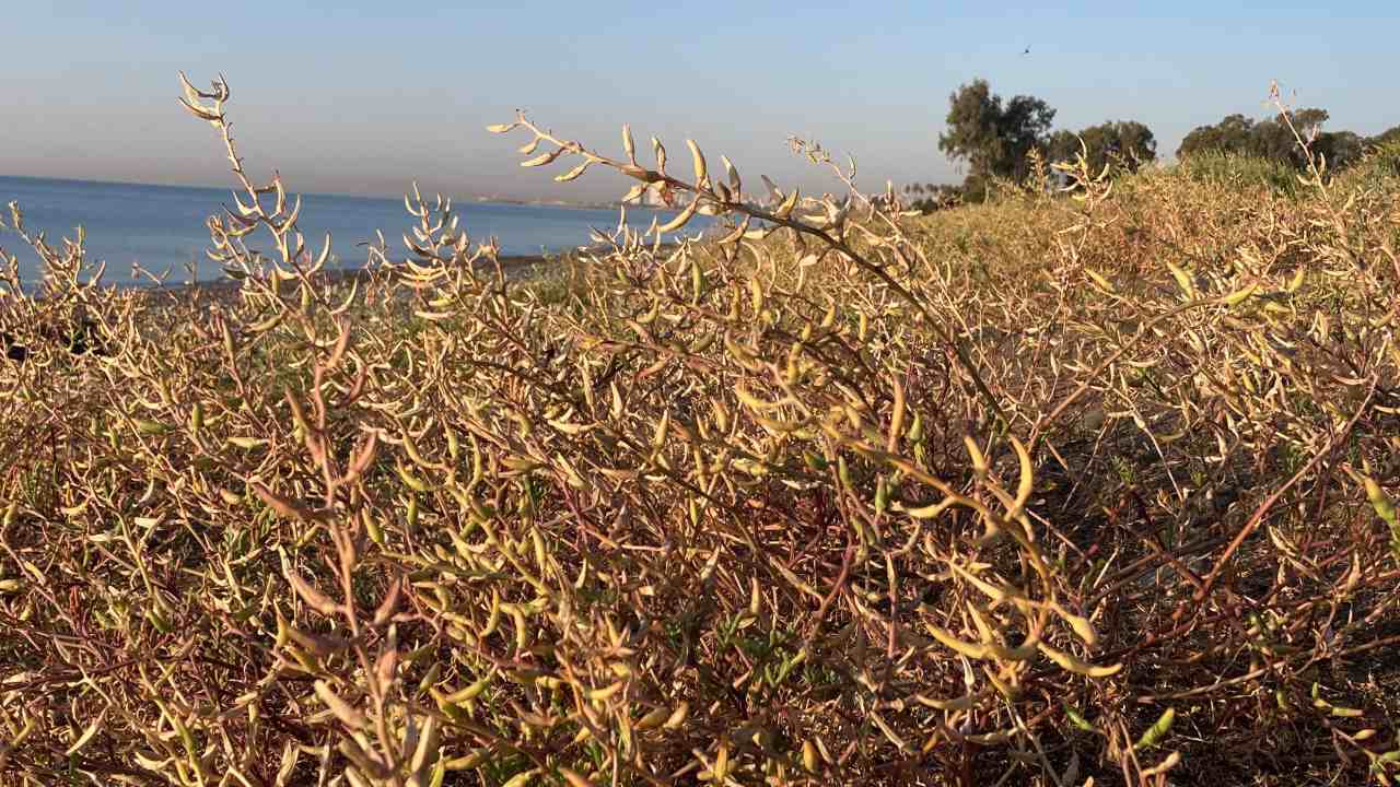 Akdeniz Ve Karadeniz'de Günlerce Süren Yangınlar Oluşabilir 3