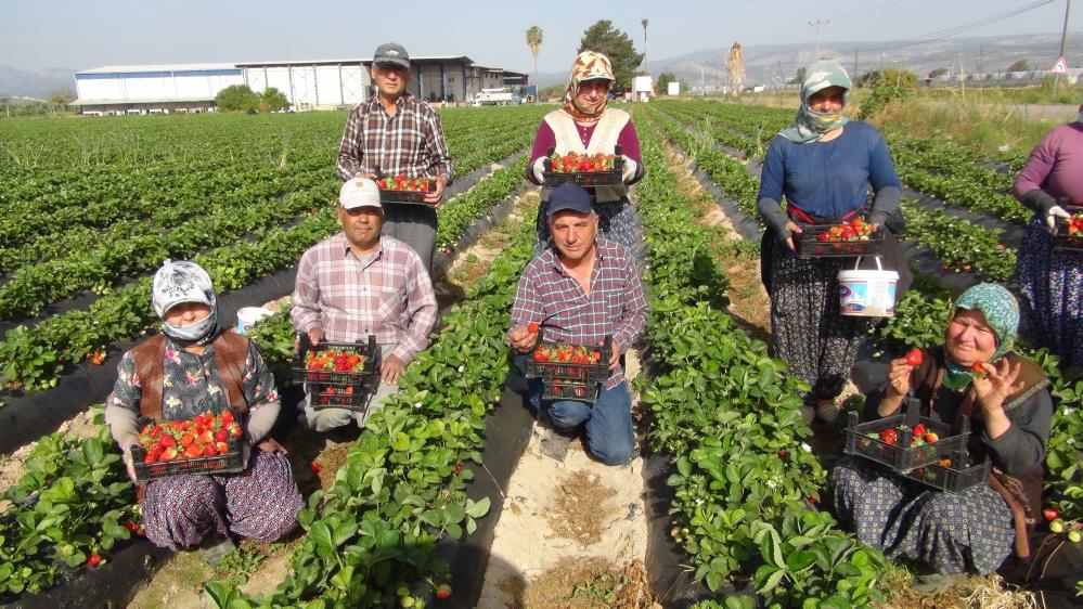 Silifke'de Çilek Hasadı Başladı! 1