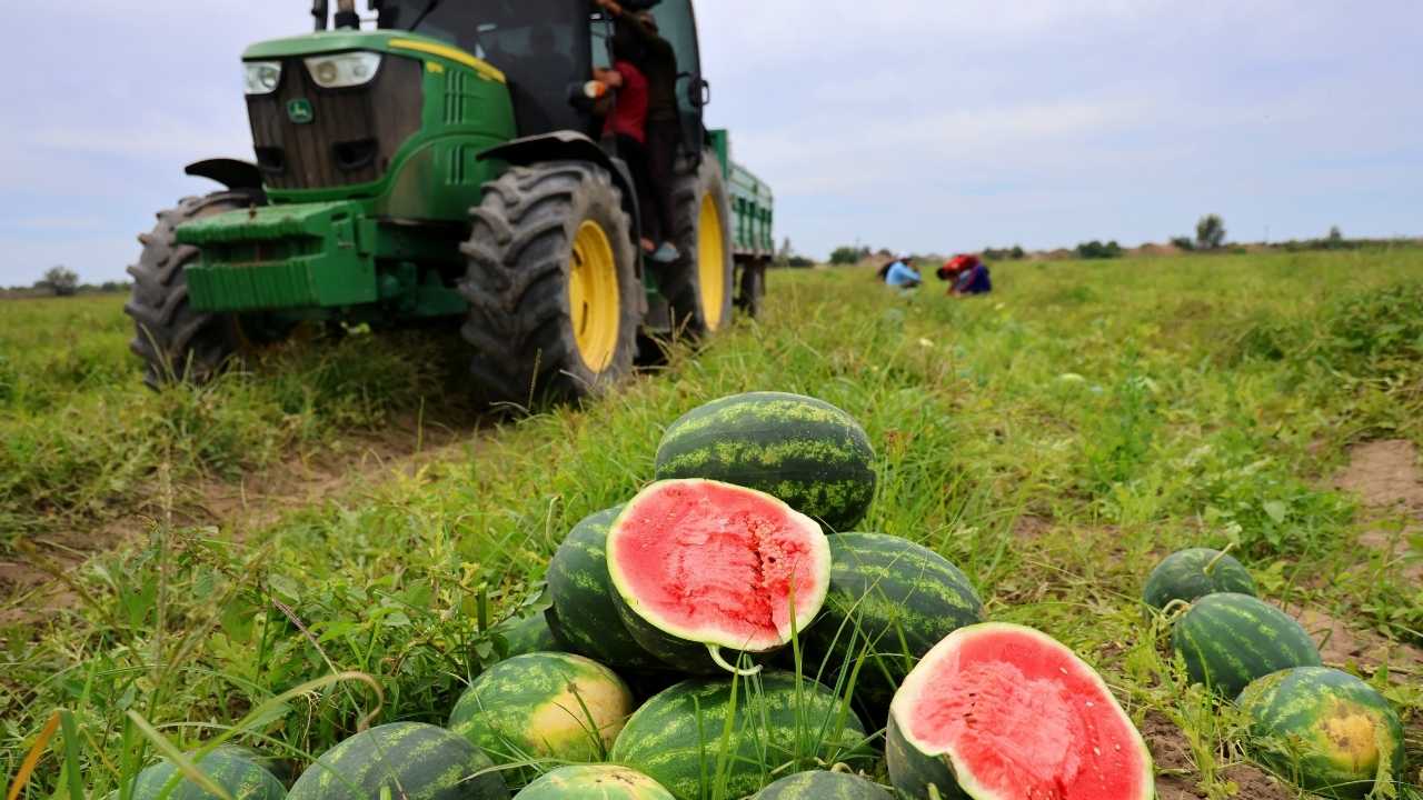 Adana’da Karpuz Çiftçisinin Fiyat Beklentisi 10 Lira 2