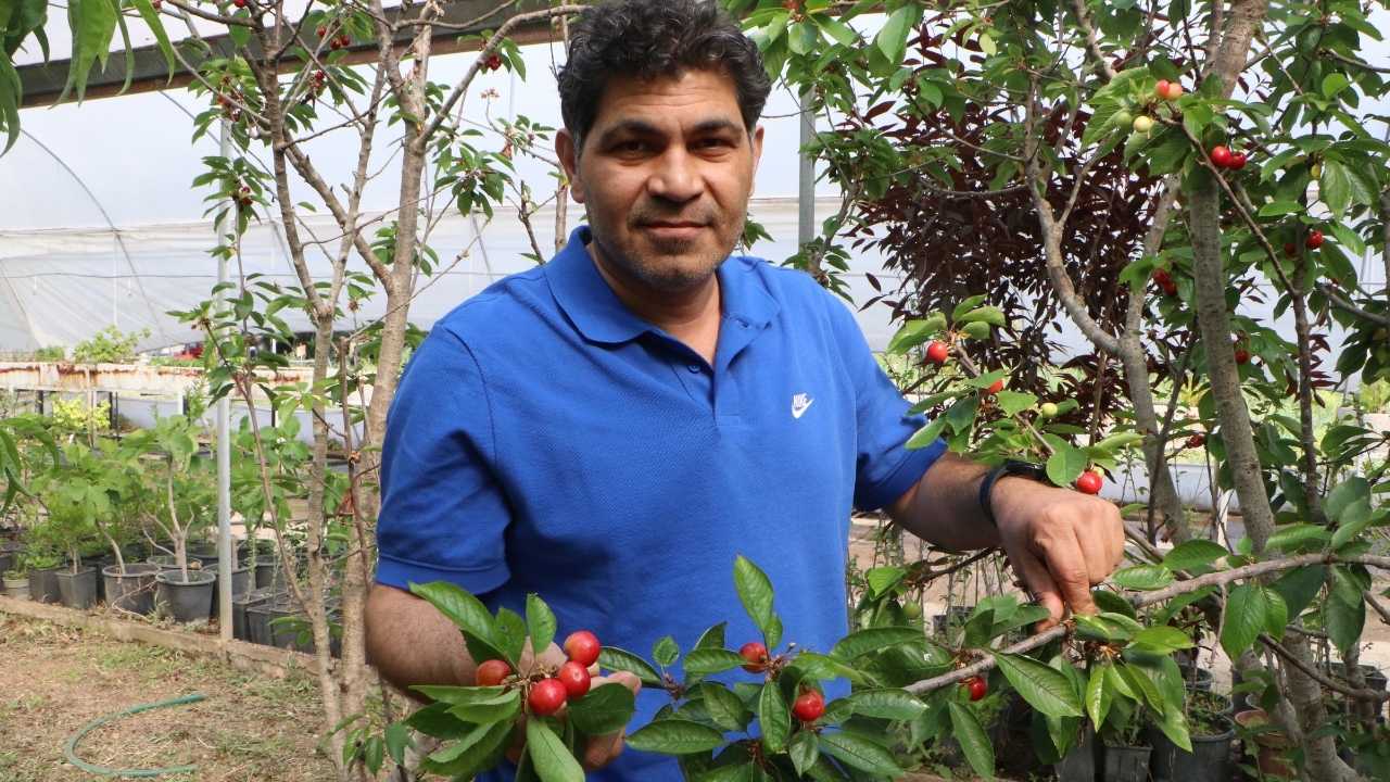 Adana’da Kiraz Alternatif Ürün Haline Geliyor2