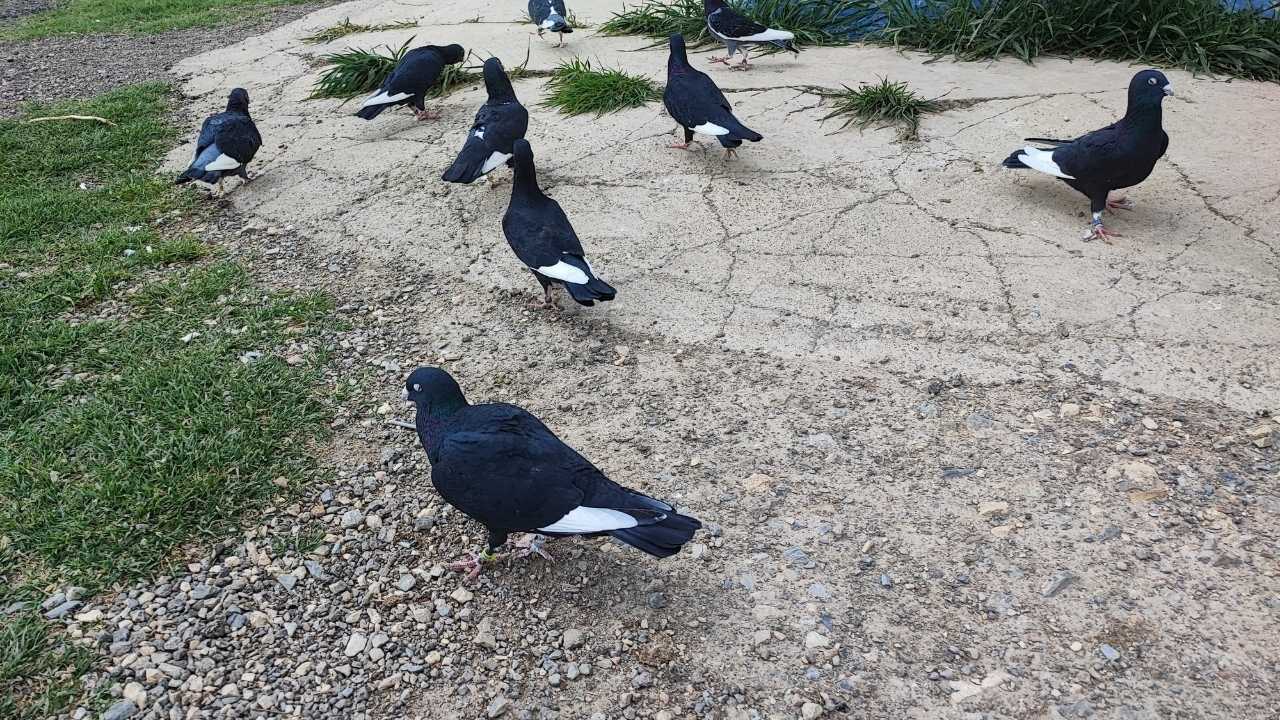 Adana’da O Güvercini Bulana 20 Bin Lira! İşte Detaylar…2