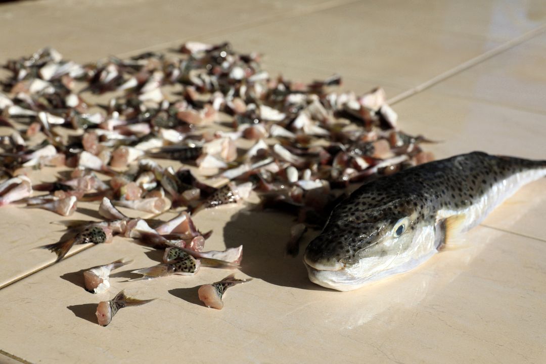 Akdeniz Ve Ege'de 190 Bine Yakın Balon Balığı Avlandı  2