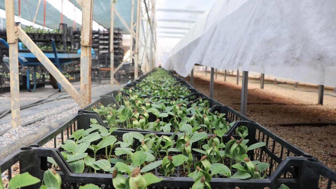 Alanya'da 24 Bin 700 Su Kabağı Fidesi Dağıtılacak 2