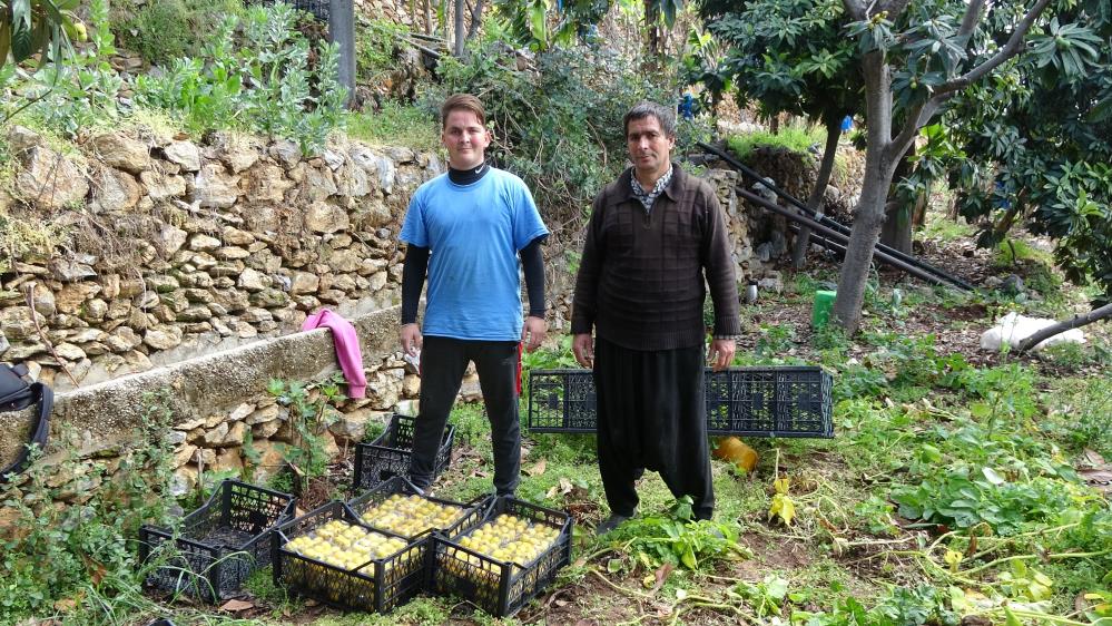 Alanya'da Muşmula Hasadı Başladı! Kilosu 150 TL'den Satılıyor