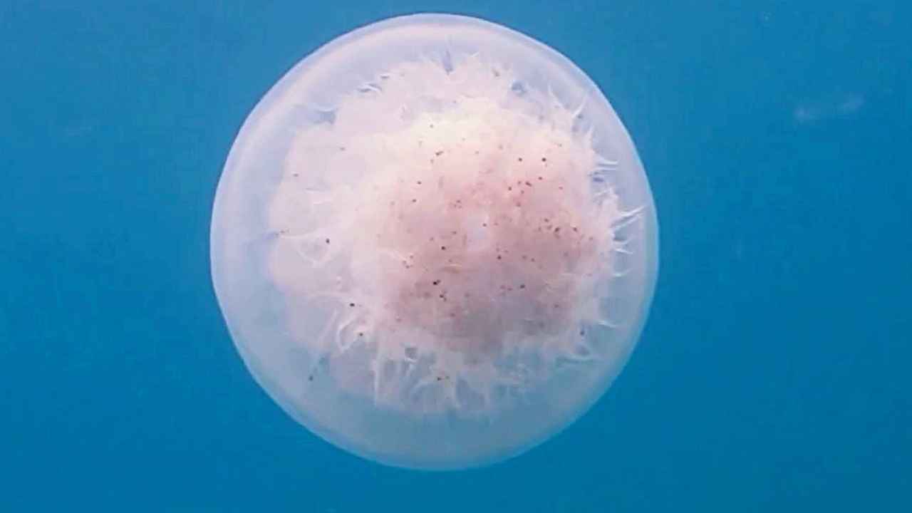 Antalya İçin Denizanası Uyarısı Temas Etmeyin 3