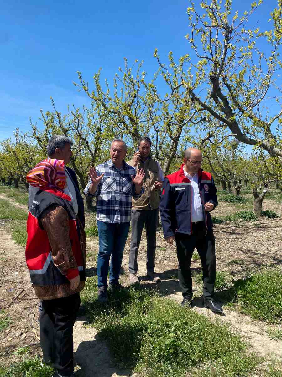 Antalyada Zirai Don Felaketihasar Tespiti Yapılıyor11