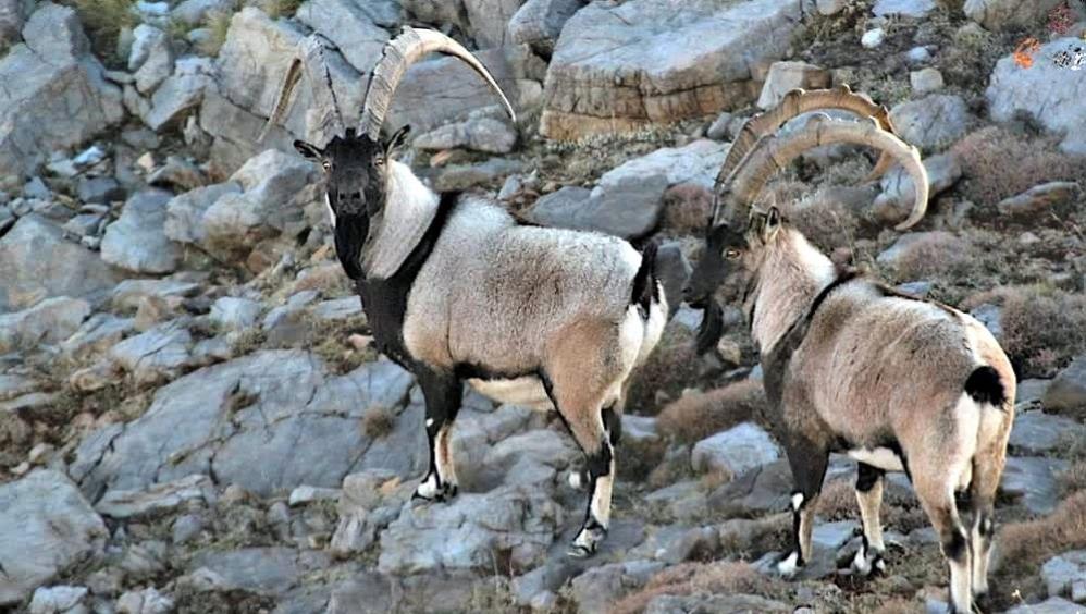 Antalya'nın Zirvesinde Yaban Keçileri Dron İle Görüntülendi
