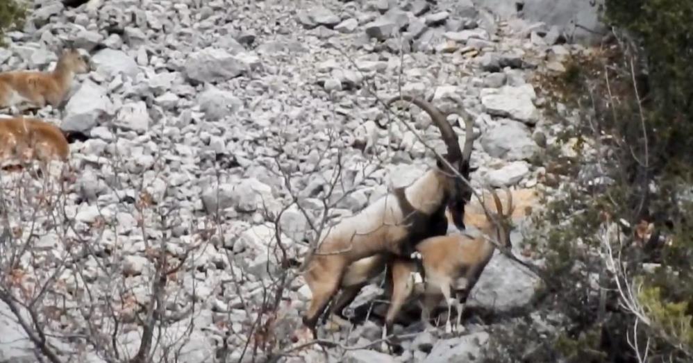 Antalya'nın Zirvesinde Yaban Keçileri Dron İle Görüntülendi