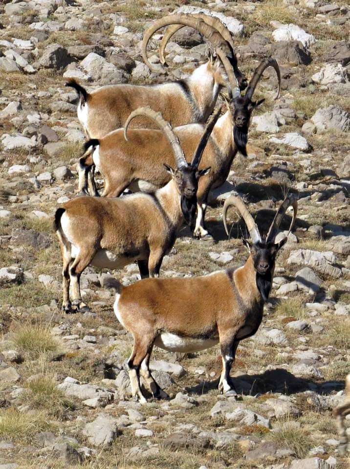 Antalya'nın Zirvesinde Yaban Keçileri Dron İle Görüntülendi