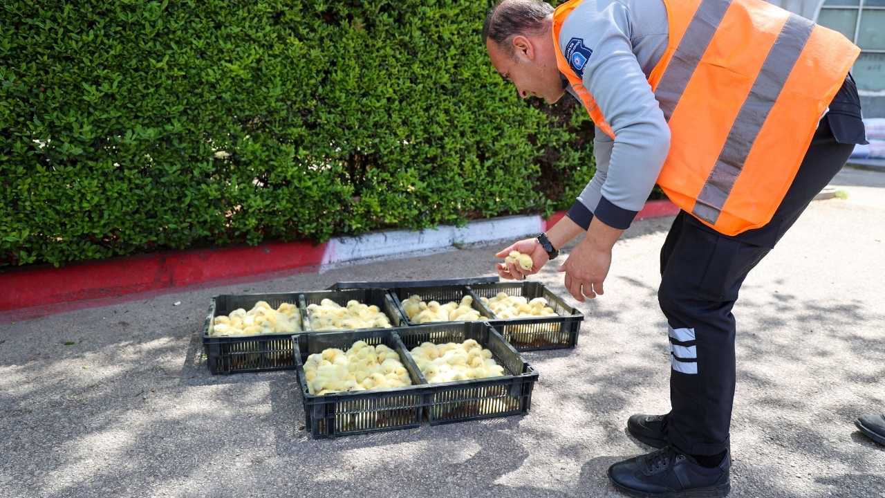 Antalya’ya Kaçak Getirilen 300 Civciv Yakalandı2
