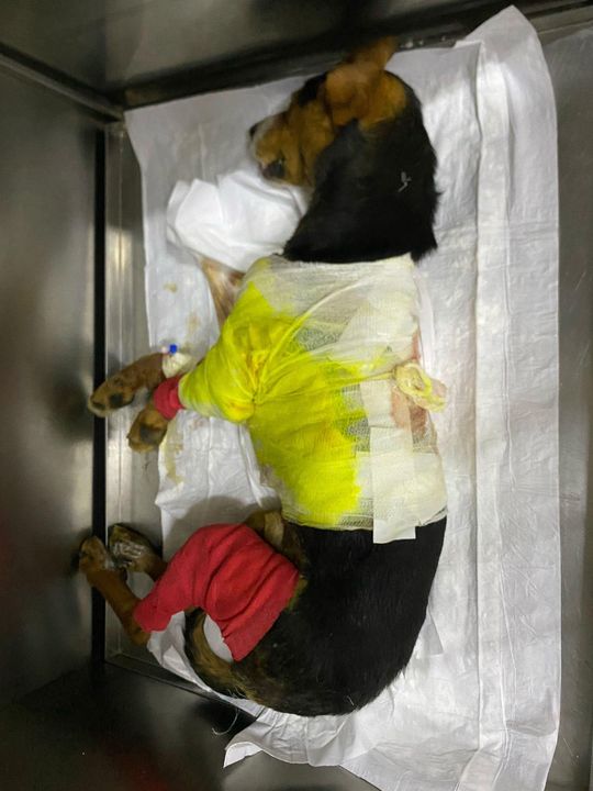 Burdur'da Araç Arkasında Sürüklenen Köpekler Tedaviye Alındı 3