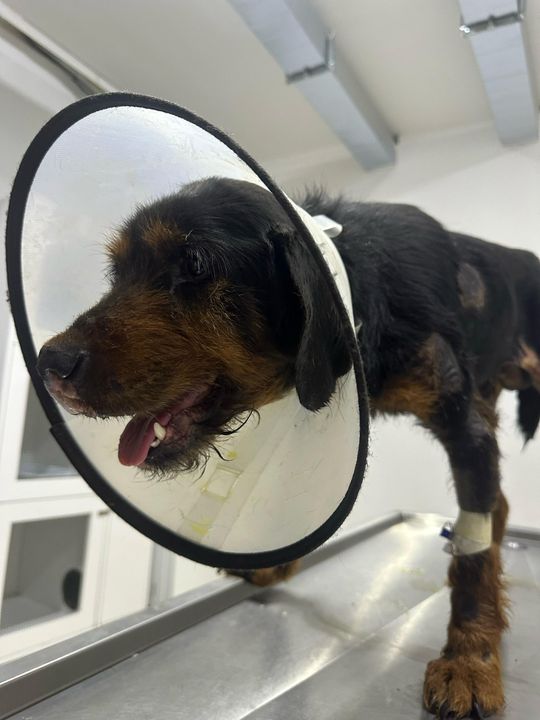 Burdur'da Araç Arkasında Sürüklenen Köpekler Tedaviye Alındı 5