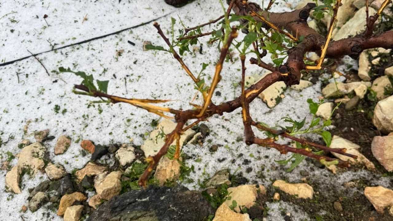 Doğal Afetler Mersinli Çiftçinin Yakasını Bırakmıyor2