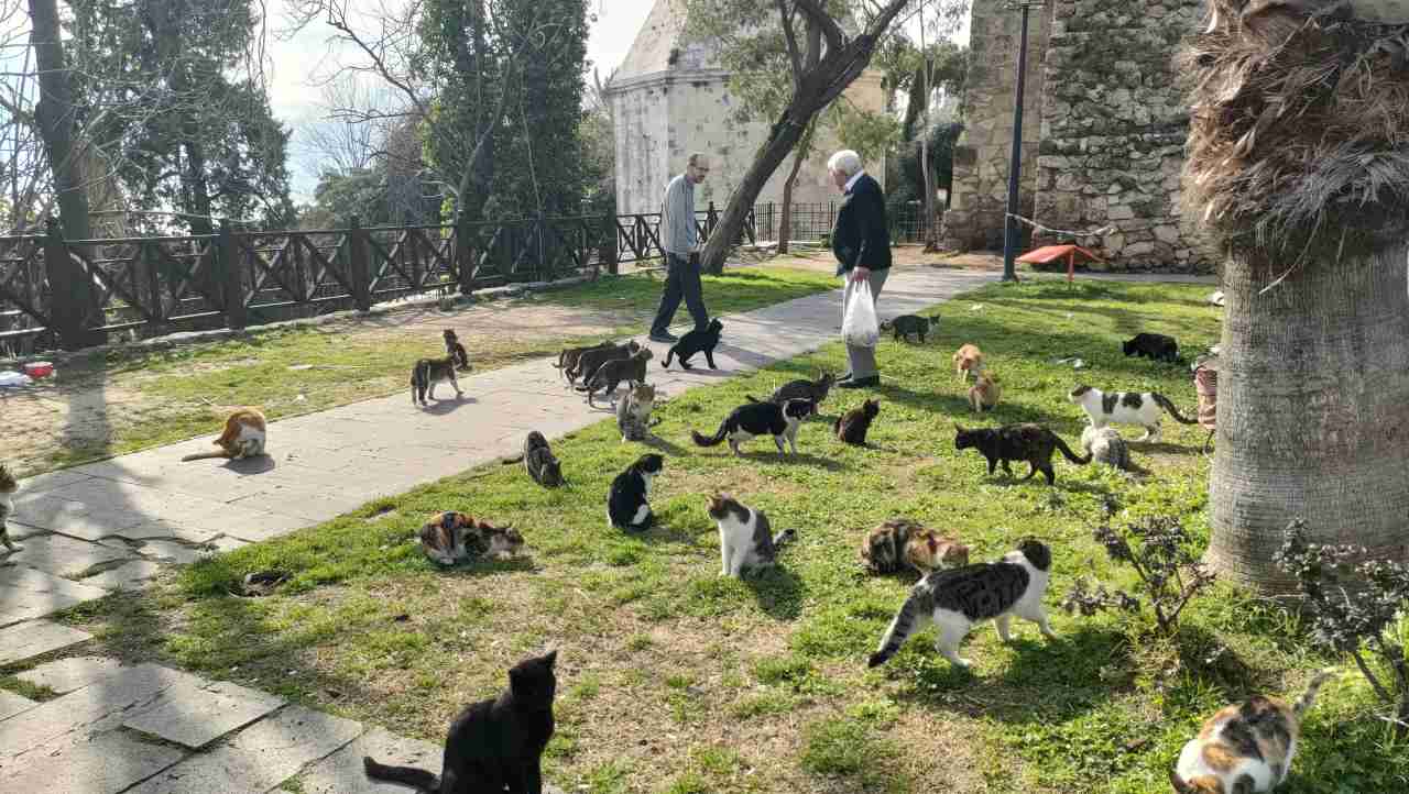 Antalya'da Kedilerin Örnek Babası 3