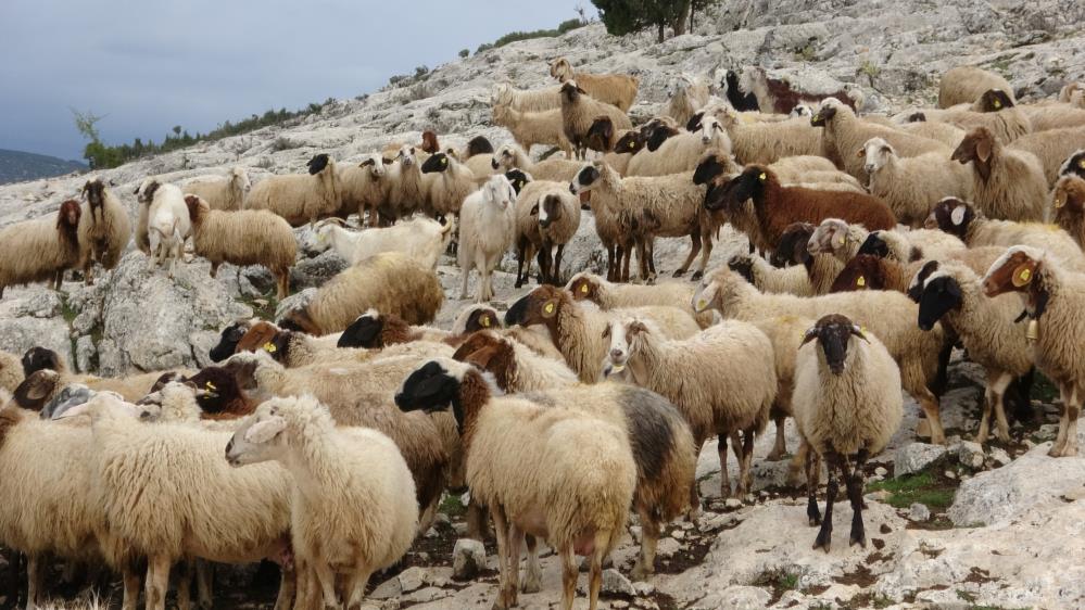 Isparta'da Kurt Çobanı İsyan Ettirdi! Hayvanlarına Zarar Verdi