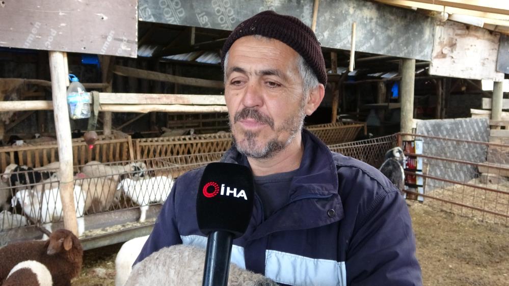 Isparta'da Kurt Çobanı İsyan Ettirdi! Hayvanlarına Zarar Verdi