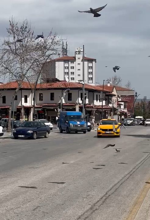 Isparta'da Sürücülerin Güvercinlerle İmtihanı Kamerada 2