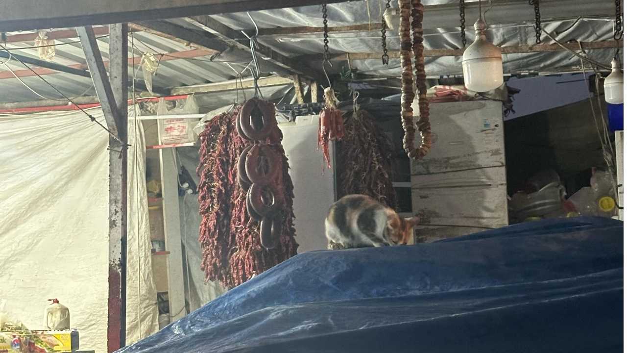 Kedinin Sucuk Keyfi Kameralara Böyle Yansıdı 2