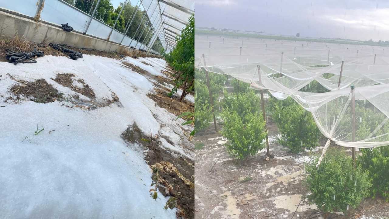 Mersin’de Çiftçi Dolu Zararı Nedeniyle Dertli2