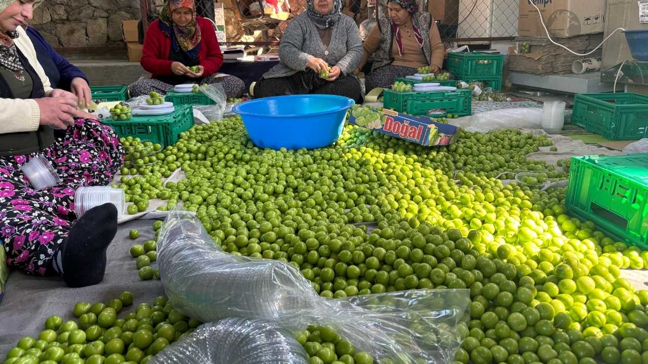 Mersin’de Erik Hasadı Kilosu 450 Lira… 2
