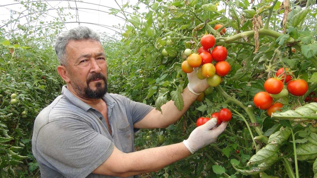 Mersin’de Örtü Altı Domates Üreticisi Memnun 2