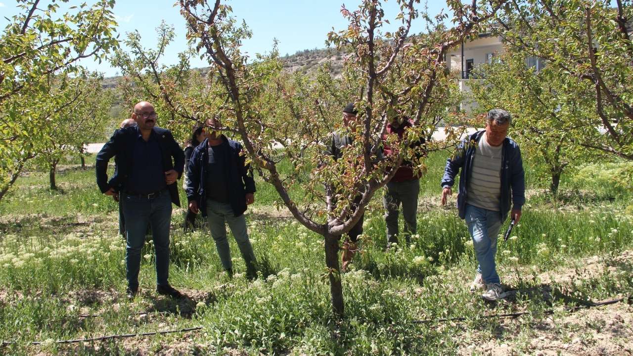 Mersin’de Sofralık Kayısıyı Don Vurdu2