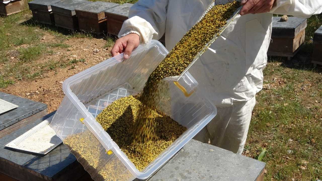 Mersin’in Şifa Deposu Poleninde Hasat Heyecanı2