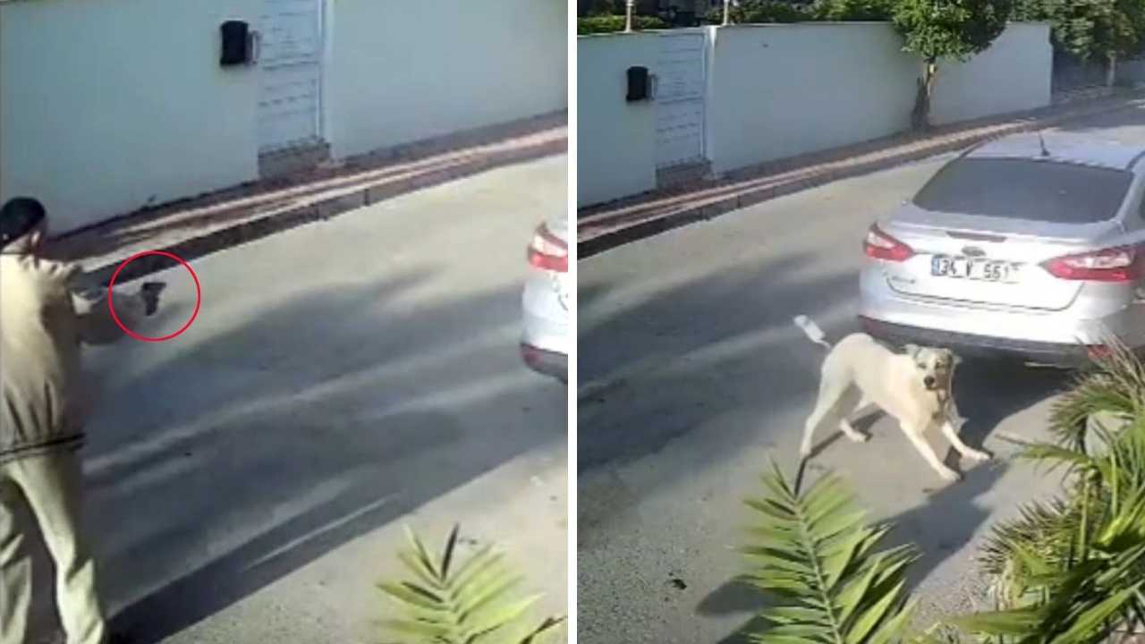 Muratpaşa'da Emekli Polis İşletmenin Köpeğini Vurdu 2
