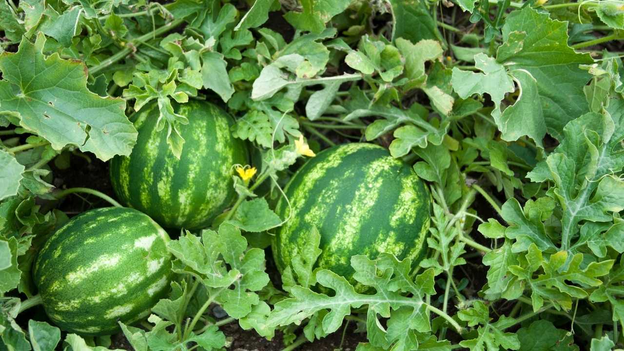 Adana Karpuzuna Tarlada Ayrı Kamyonda Ayrı Fiyat 2