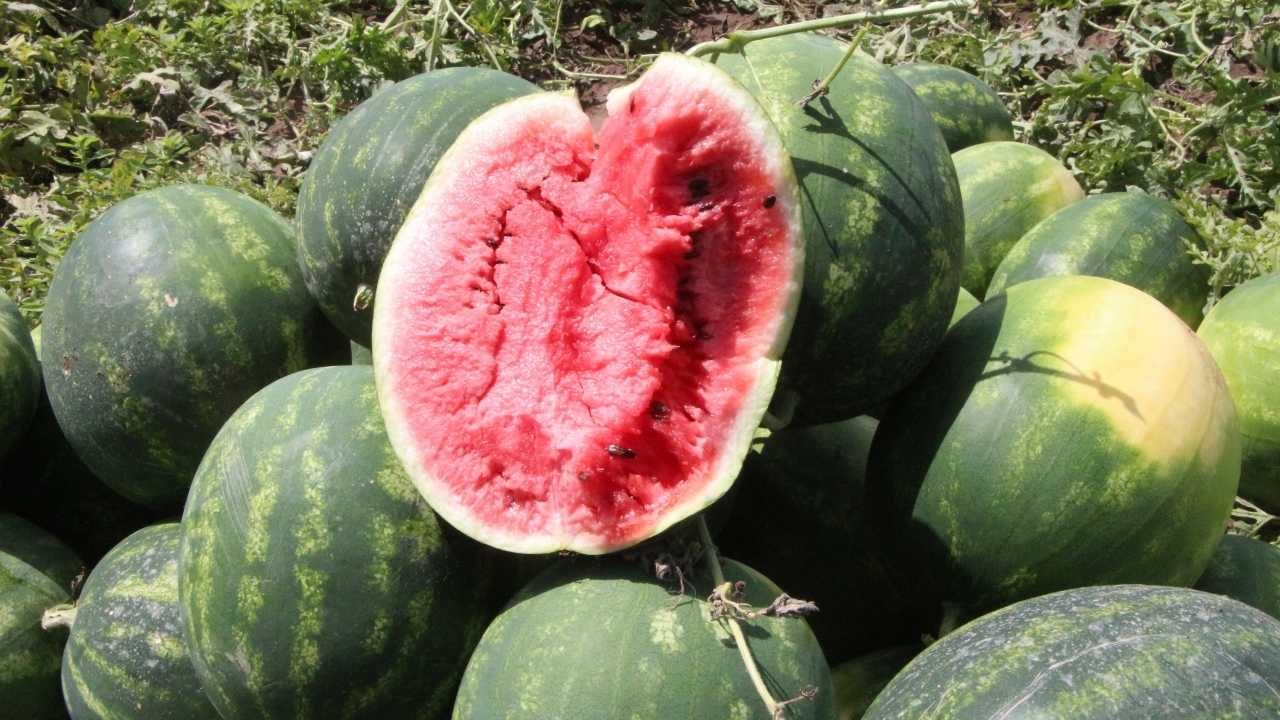 Adana’da Afet Gölgesinde Buruk Karpuz Hasadı 3