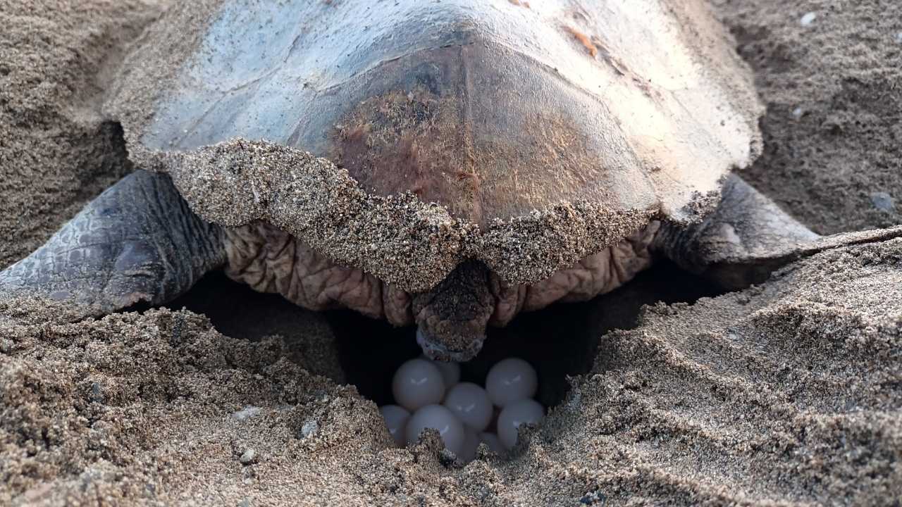 Antalya Kumsallarında Carettalar 2025’E Merhaba Dedi 2