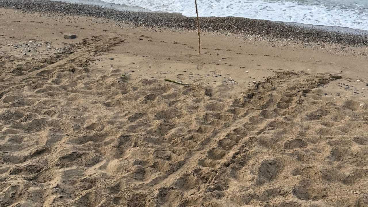 Antalya Kumsallarında Carettalar3