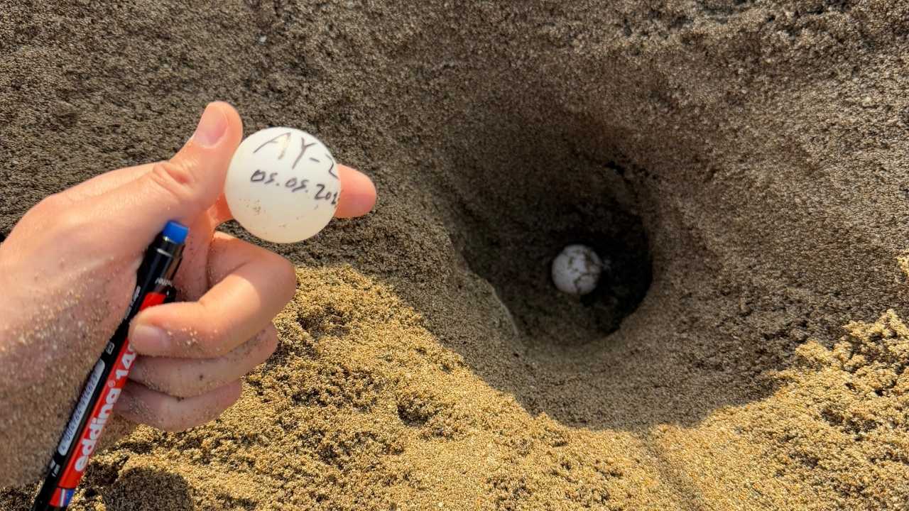 Antalya Kumsallarında Carettalar5