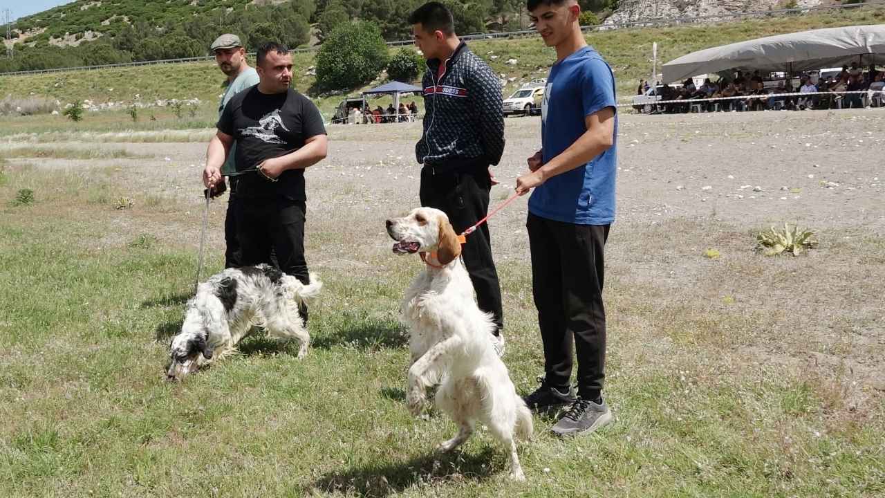 Burdur'da Fermalı Av Köpekleri Yarıştı 2