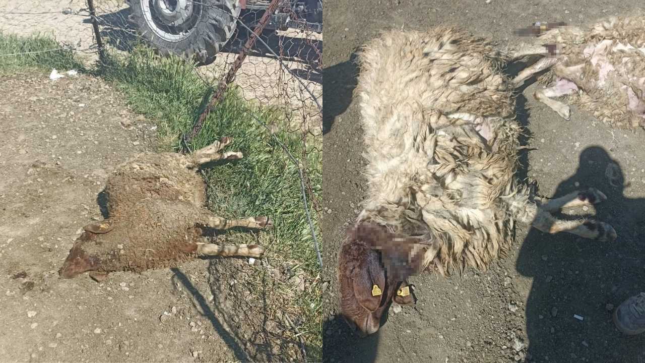 Burdur’da Kurtlar Ağıla Saldırdı2