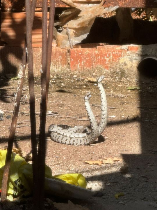 Finike'de Şeritli Engereklerin Çiftleşme Dansı Görüntülendi 2