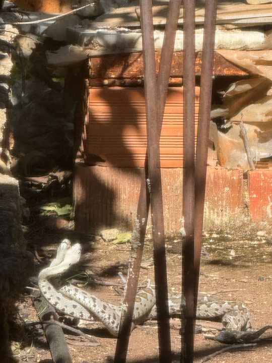 Finike'de Şeritli Engereklerin Çiftleşme Dansı Görüntülendi 3