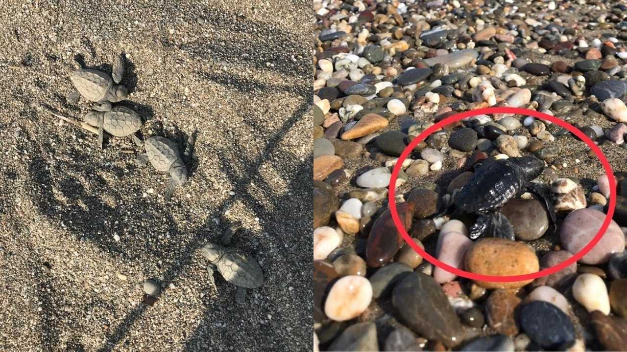 Gazipaşalılar Çed’siz Projede3