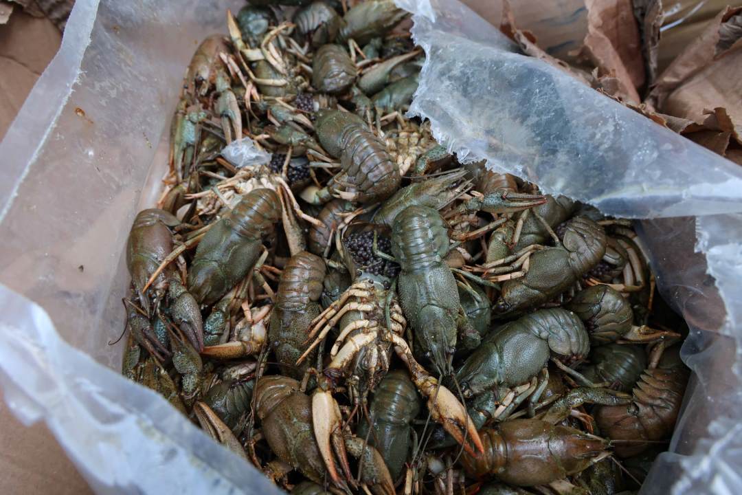 Antalya Otogarı’nda Canlı Canlı Kolilerle Taşındı! 1