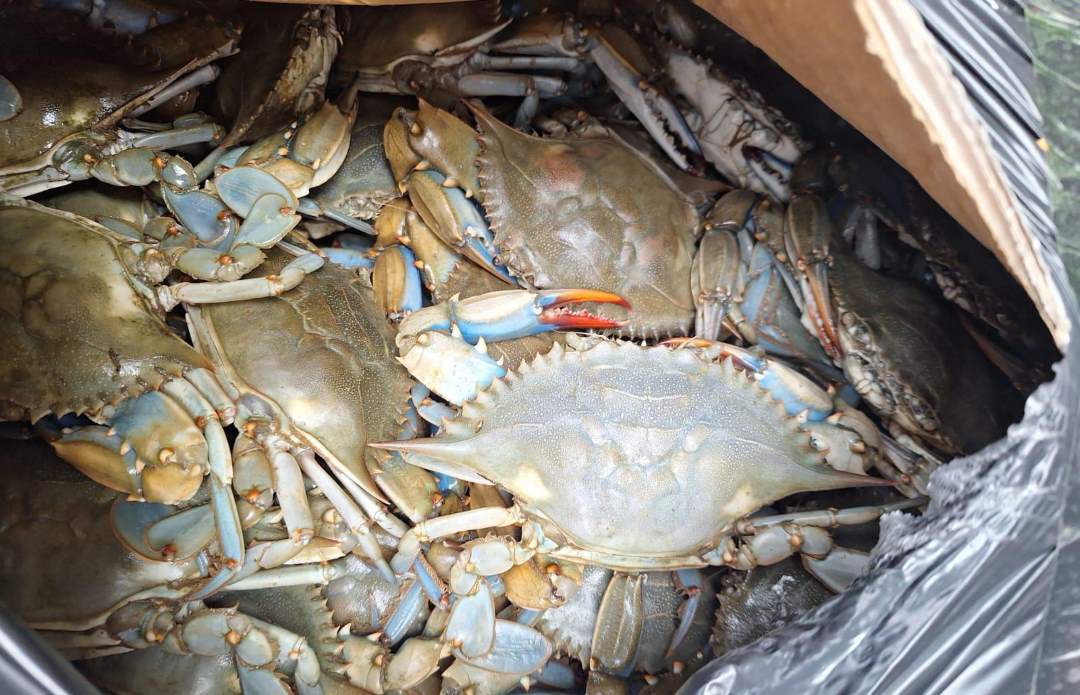 Antalya Otogarı’nda Canlı Canlı Kolilerle Taşındı! 2